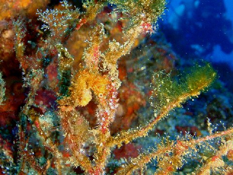 �ɓ������ʐ^�@�N���b�N�ő傫���Ȃ�܂�