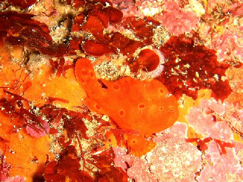 �ɓ������ʐ^�@�N���b�N�ő傫���Ȃ�܂�