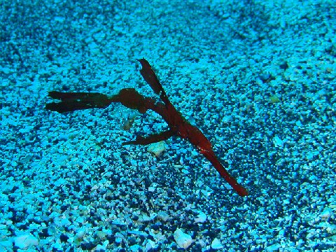 �ɓ������ʐ^�@�N���b�N�ő傫���Ȃ�܂�