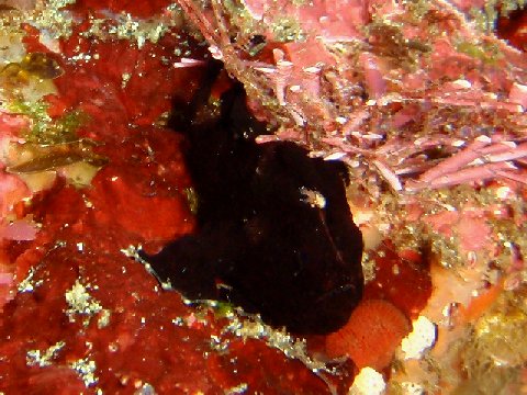 �ɓ������ʐ^�@�N���b�N�ő傫���Ȃ�܂�