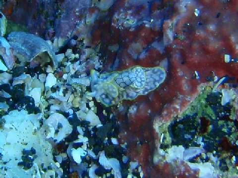 �ɓ������ʐ^�@�N���b�N�ő傫���Ȃ�܂�