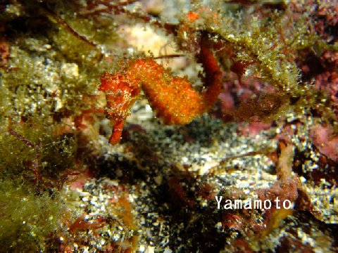 �ɓ������ʐ^�@�N���b�N�ő傫���Ȃ�܂�