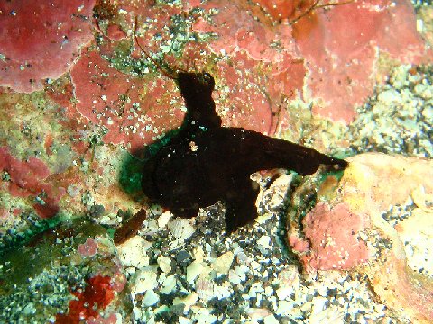 �ɓ������ʐ^�@�N���b�N�ő傫���Ȃ�܂�