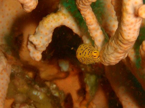 �ɓ������ʐ^�@�N���b�N�ő傫���Ȃ�܂�