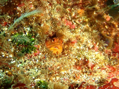 �ɓ������ʐ^�@�N���b�N�ő傫���Ȃ�܂�