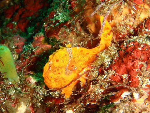 �ɓ������ʐ^�@�N���b�N�ő傫���Ȃ�܂�