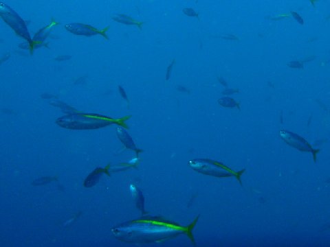 �ɓ������ʐ^�@�N���b�N�ő傫���Ȃ�܂�