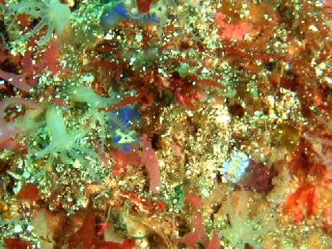 �ɓ������ʐ^�@�N���b�N�ő傫���Ȃ�܂�