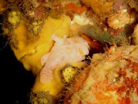 �ɓ������ʐ^�@�N���b�N�ő傫���Ȃ�܂�