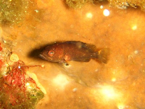 �ɓ������ʐ^�@�N���b�N�ő傫���Ȃ�܂�