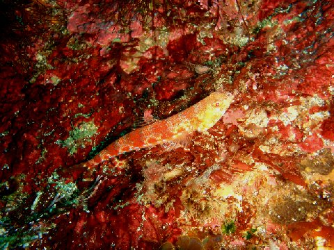 �ɓ������ʐ^�@�N���b�N�ő傫���Ȃ�܂�