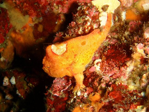 �ɓ������ʐ^�@�N���b�N�ő傫���Ȃ�܂�