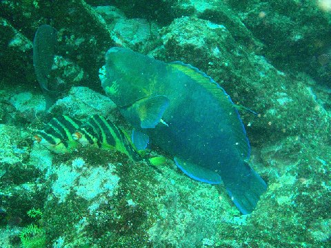 �ɓ������ʐ^�@�N���b�N�ő傫���Ȃ�܂�