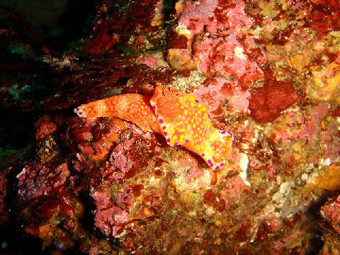 �ɓ������ʐ^�@�N���b�N�ő傫���Ȃ�܂�