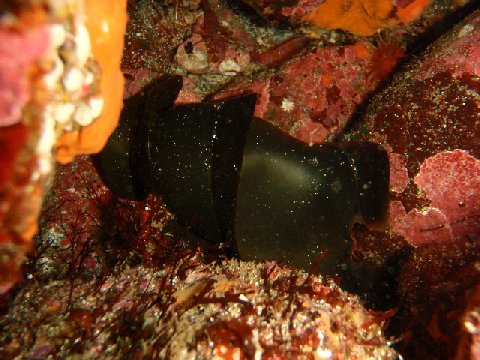 �ɓ������ʐ^�@�N���b�N�ő傫���Ȃ�܂�