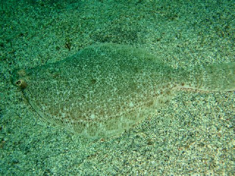 �ɓ������ʐ^�@�N���b�N�ő傫���Ȃ�܂�