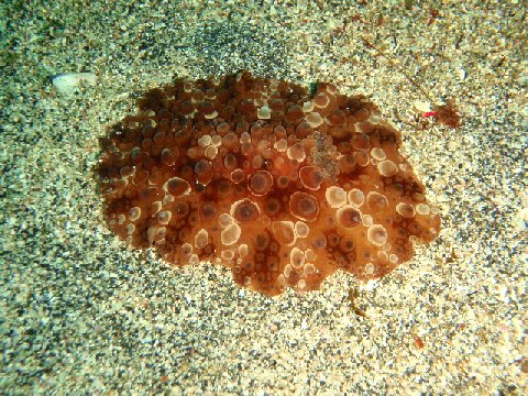 �ɓ������ʐ^�@�N���b�N�ő傫���Ȃ�܂�