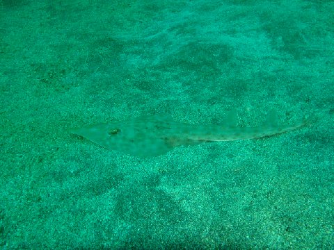 �ɓ������ʐ^�@�N���b�N�ő傫���Ȃ�܂�