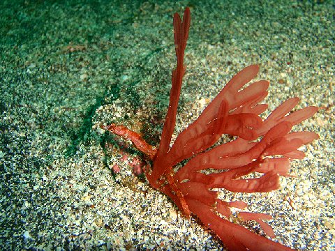 �ɓ������ʐ^�@�N���b�N�ő傫���Ȃ�܂�