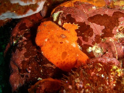 �ɓ������ʐ^�@�N���b�N�ő傫���Ȃ�܂�