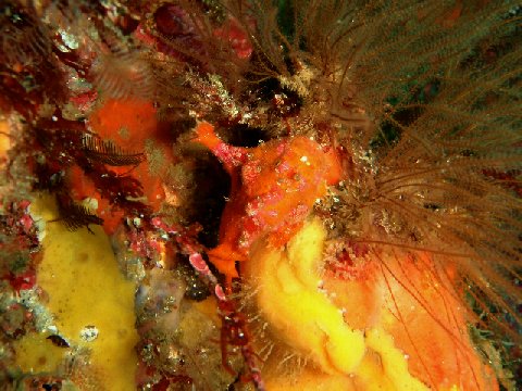 �ɓ������ʐ^�@�N���b�N�ő傫���Ȃ�܂�