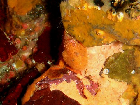 �ɓ������ʐ^�@�N���b�N�ő傫���Ȃ�܂�