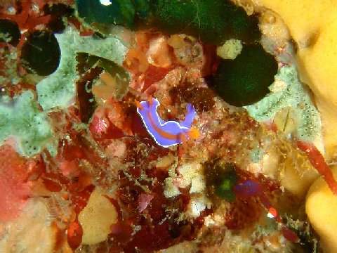 �ɓ������ʐ^�@�N���b�N�ő傫���Ȃ�܂�