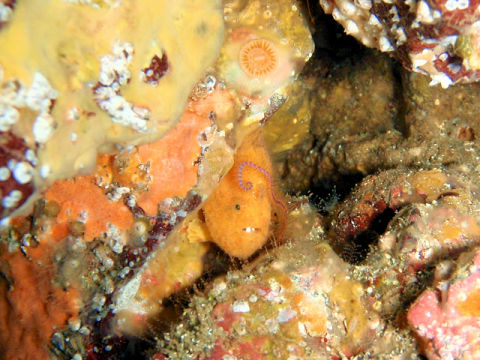 �ɓ������ʐ^�@�N���b�N�ő傫���Ȃ�܂�