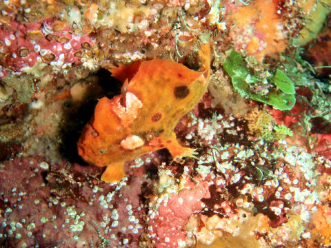 �ɓ������ʐ^�@�N���b�N�ő傫���Ȃ�܂�