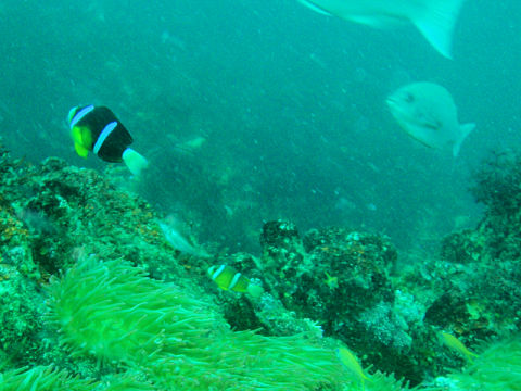 �ɓ������ʐ^�@�N���b�N�ő傫���Ȃ�܂�