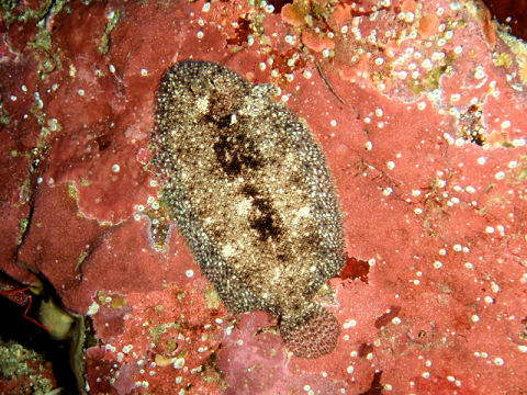 �ɓ������ʐ^�@�N���b�N�ő傫���Ȃ�܂�