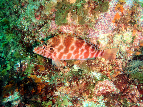 �ɓ������ʐ^�@�N���b�N�ő傫���Ȃ�܂�