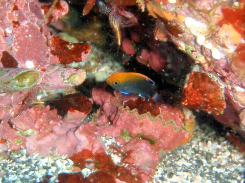 �ɓ������ʐ^�@�N���b�N�ő傫���Ȃ�܂�