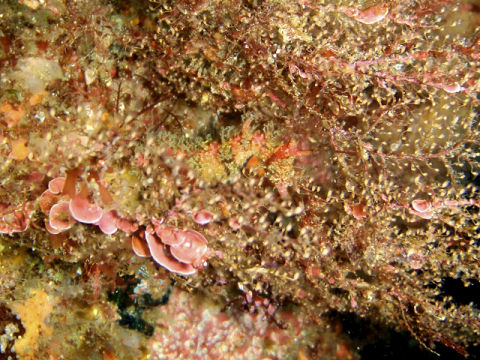 �ɓ������ʐ^�@�N���b�N�ő傫���Ȃ�܂�