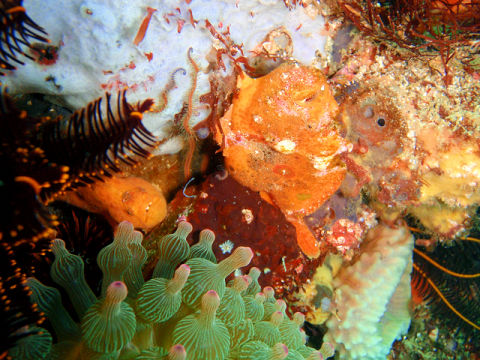 �ɓ������ʐ^�@�N���b�N�ő傫���Ȃ�܂�