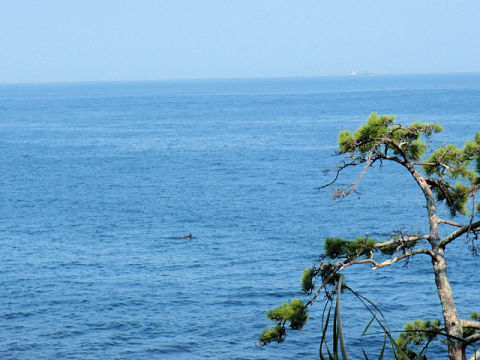 �ɓ������ʐ^�@�N���b�N�ő傫���Ȃ�܂�