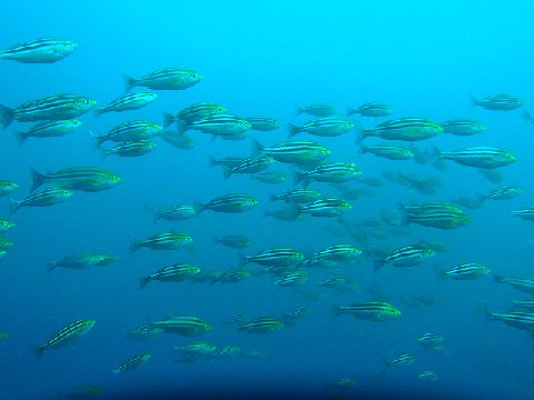 �ɓ������ʐ^�@�N���b�N�ő傫���Ȃ�܂�