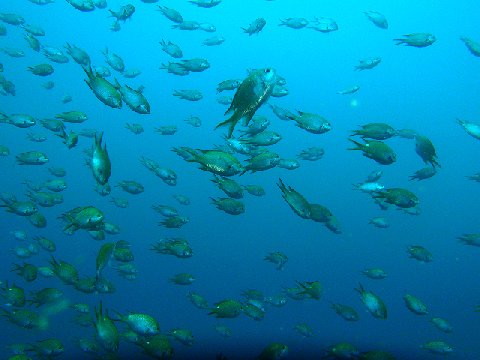 �ɓ������ʐ^�@�N���b�N�ő傫���Ȃ�܂�