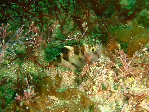 �ɓ������ʐ^�@�N���b�N�ő傫���Ȃ�܂�