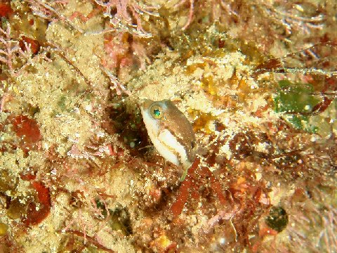 �ɓ������ʐ^�@�N���b�N�ő傫���Ȃ�܂�