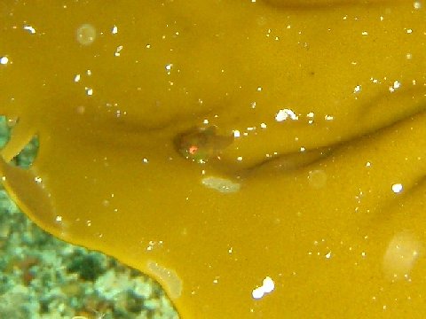 �ɓ������ʐ^�@�N���b�N�ő傫���Ȃ�܂�