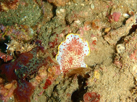 �ɓ������ʐ^�@�N���b�N�ő傫���Ȃ�܂�