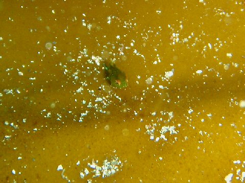 �ɓ������ʐ^�@�N���b�N�ő傫���Ȃ�܂�