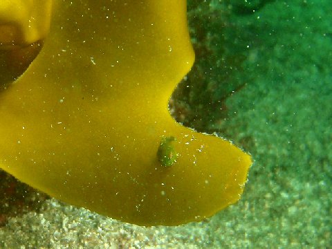 �ɓ������ʐ^�@�N���b�N�ő傫���Ȃ�܂�