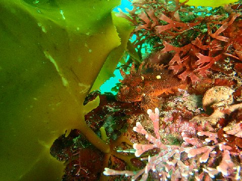 �ɓ������ʐ^�@�N���b�N�ő傫���Ȃ�܂�