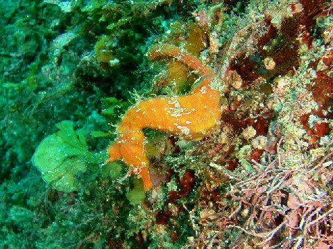 �ɓ������ʐ^�@�N���b�N�ő傫���Ȃ�܂�