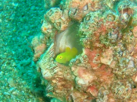 �ɓ������ʐ^�@�N���b�N�ő傫���Ȃ�܂�