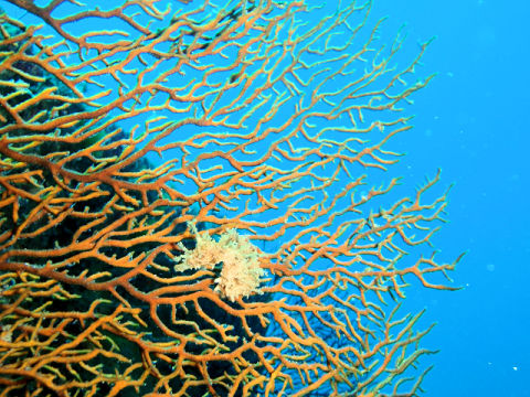 �ɓ������ʐ^�@�N���b�N�ő傫���Ȃ�܂�