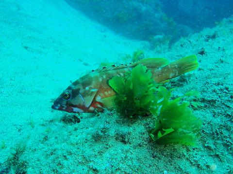 �ɓ������ʐ^�@�N���b�N�ő傫���Ȃ�܂�