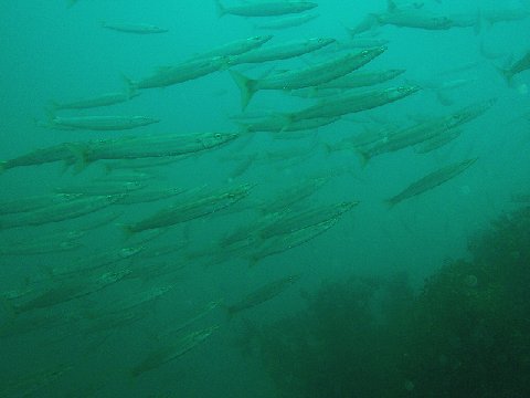 �ɓ������ʐ^�@�N���b�N�ő傫���Ȃ�܂�